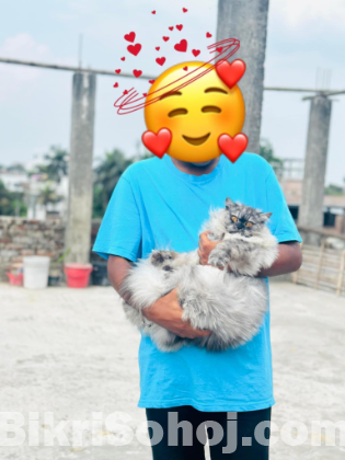 Traditional pertian cat